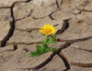 resilience.jpg