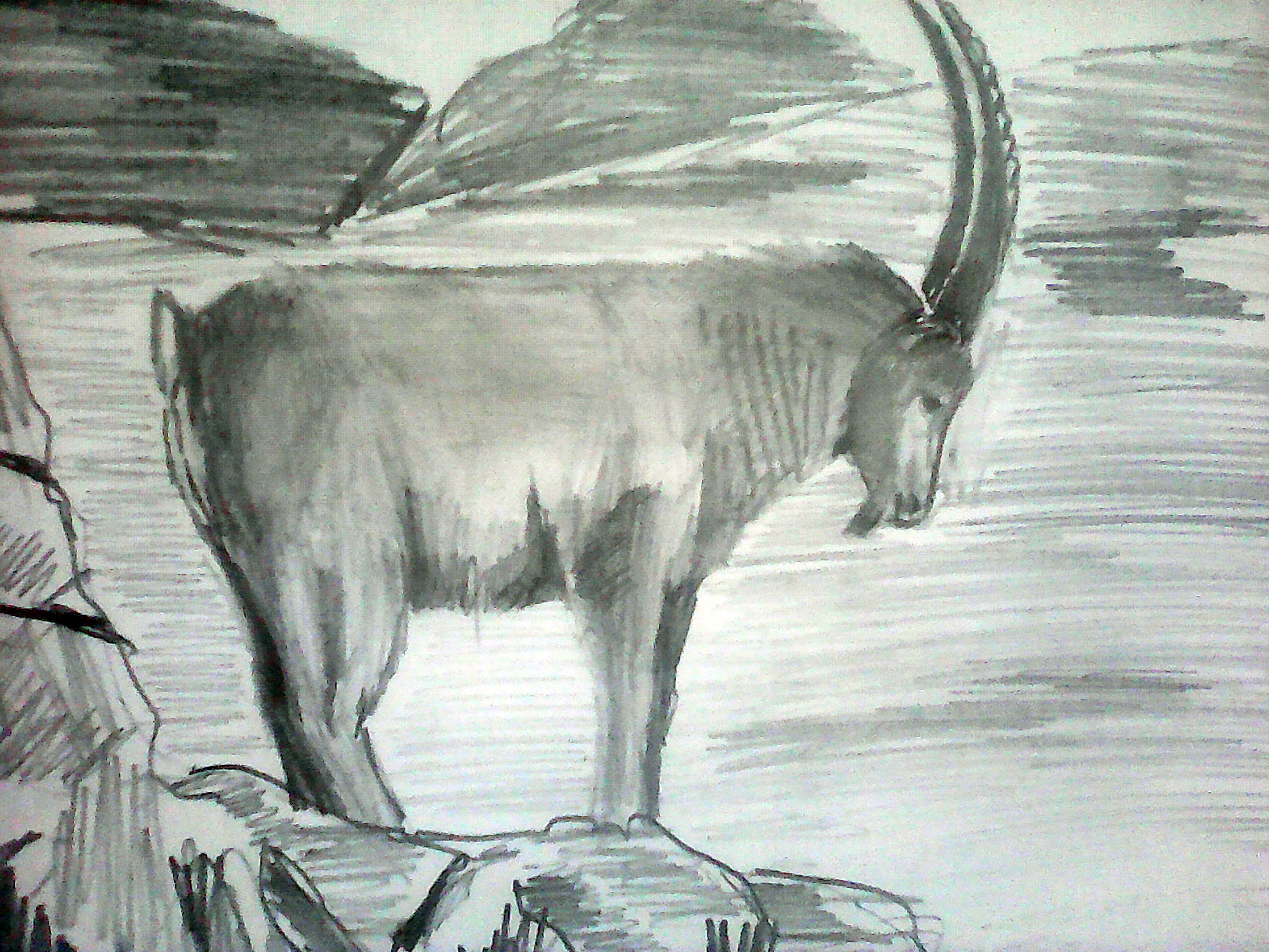 Горный козел для рисования
