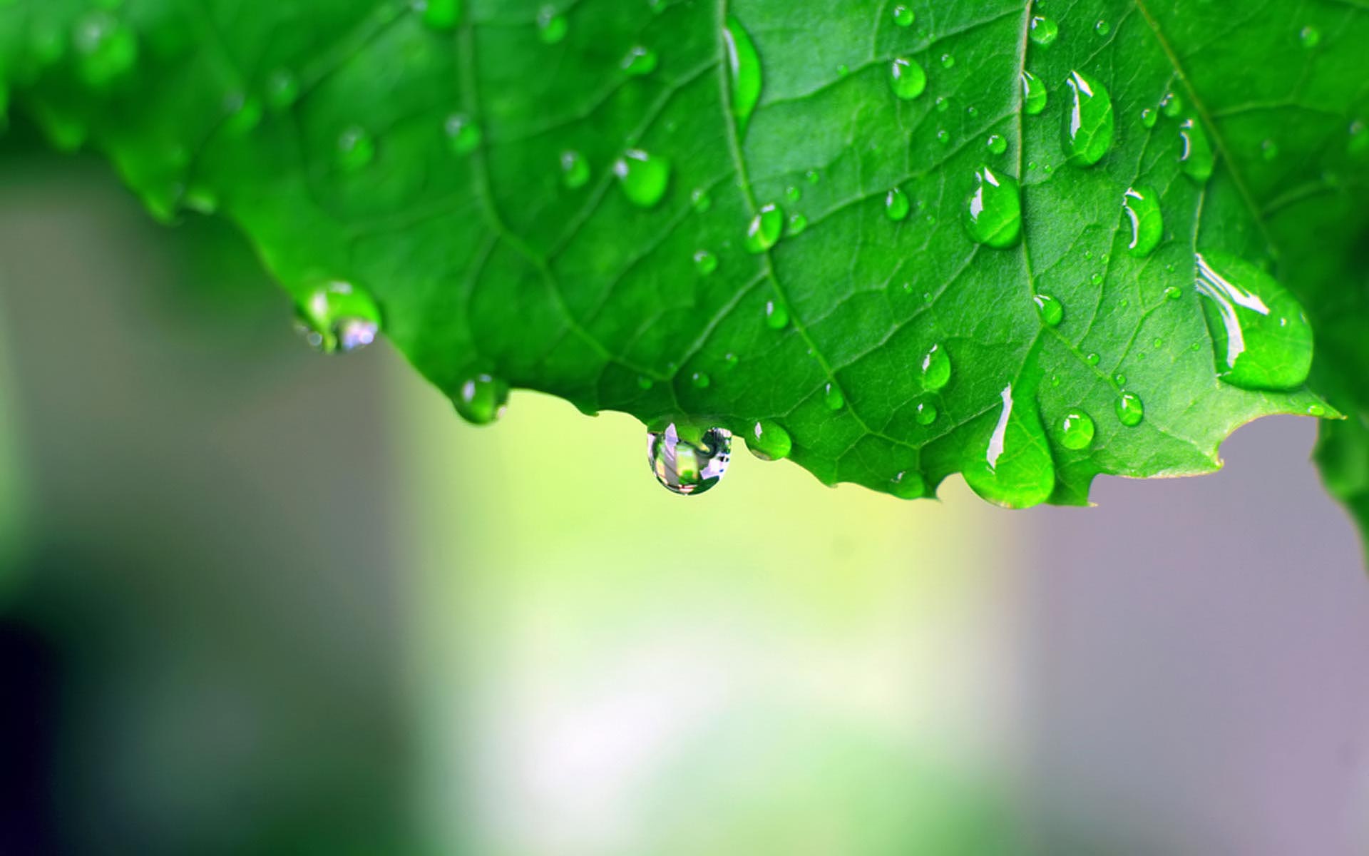 Leaf-after-Rain-HD.jpg