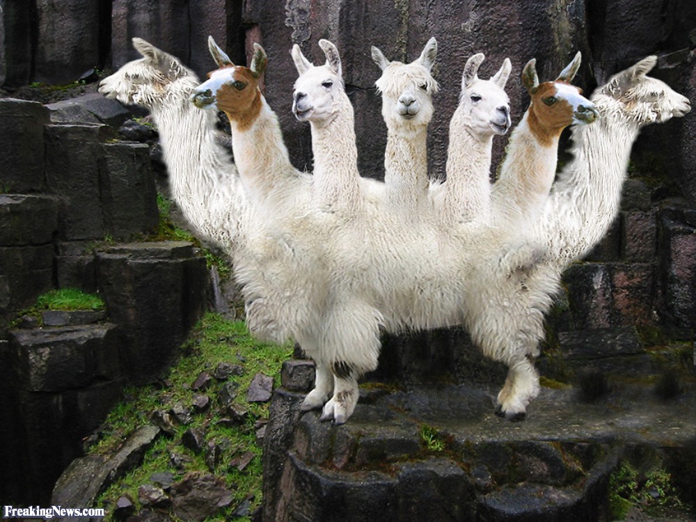 Llama-Goat-53208.jpg