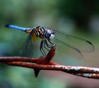 dragonfly steemit.jpg