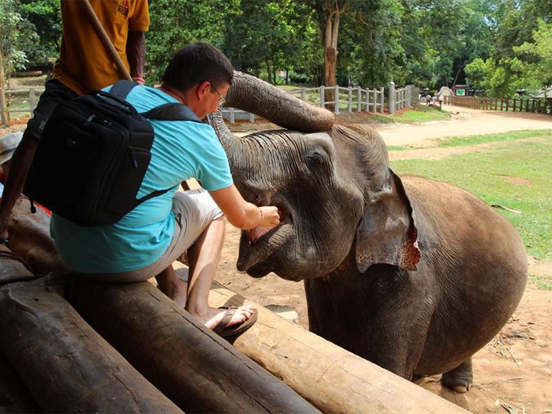 pinnawala-elephant-orphanage-18-800x600.jpg
