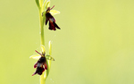 Fliegen-Ragwurz (Ophrys insectifera)_1972-BF_x.jpg