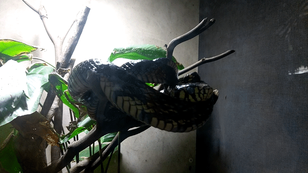 ezgif.com-video-to-gif (1).gif