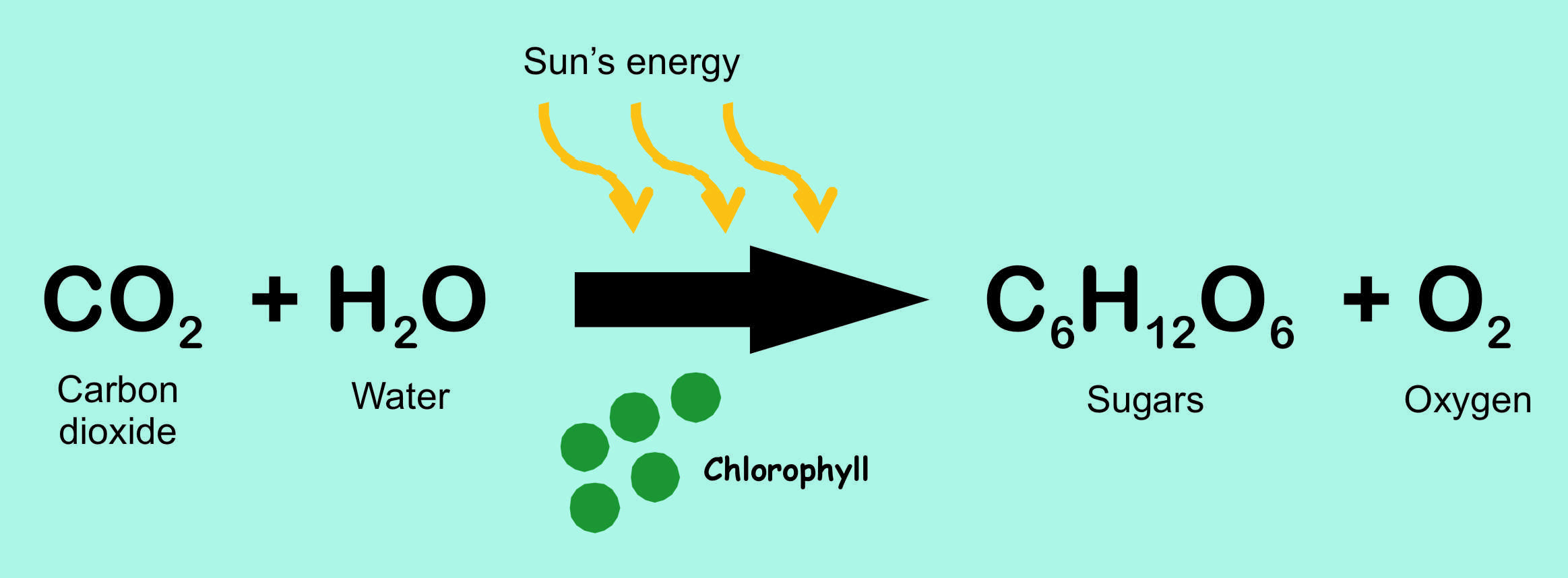 photosynthesis-in-the-ocean