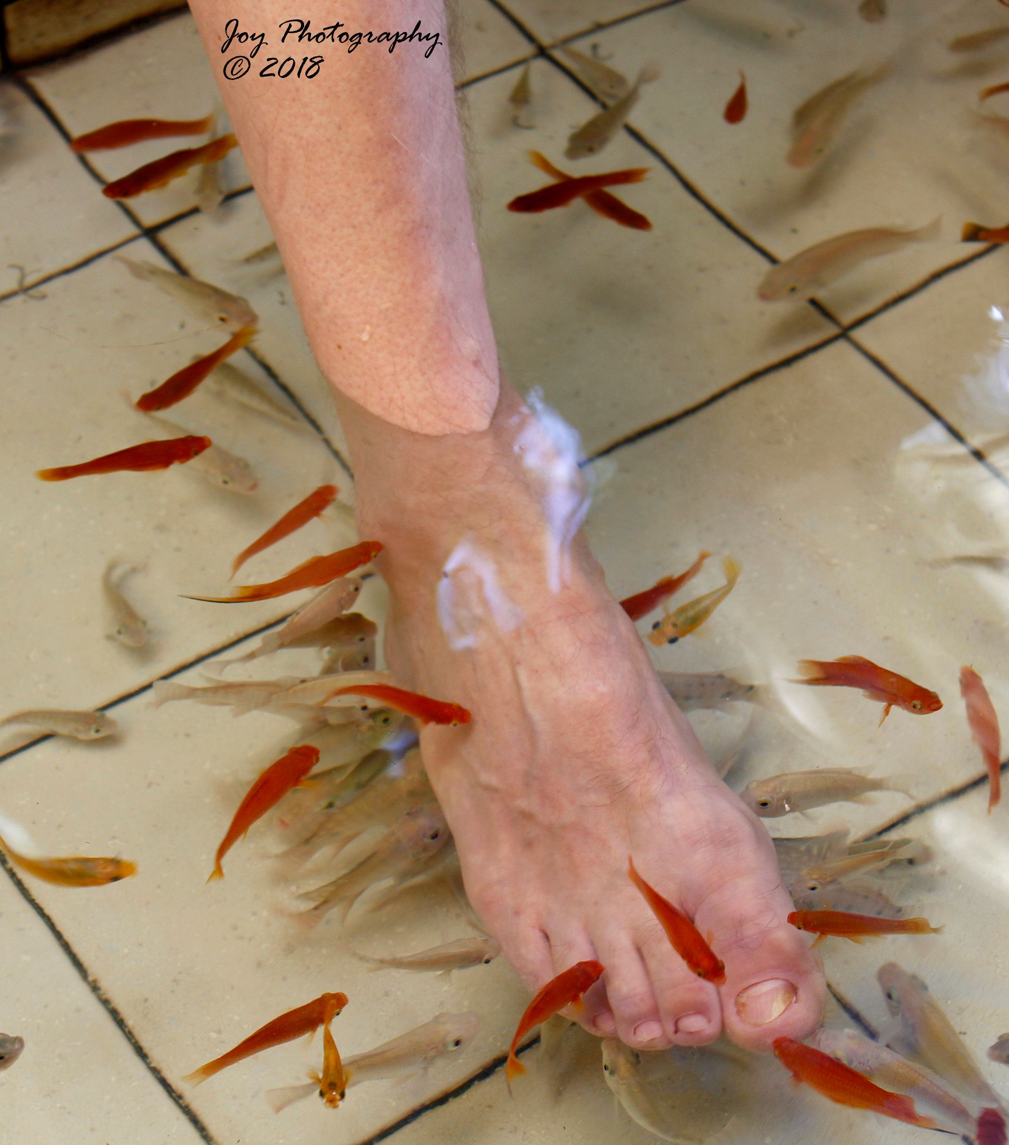 Manicure Fish Spa Beauty Treatment Hand Stock Photo 133868267 | Shutterstock