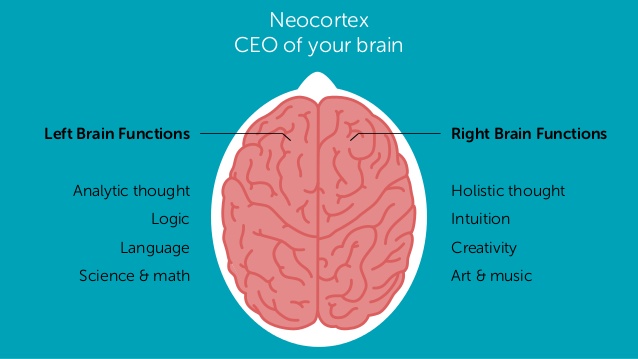 ceo brain neocortex.jpg