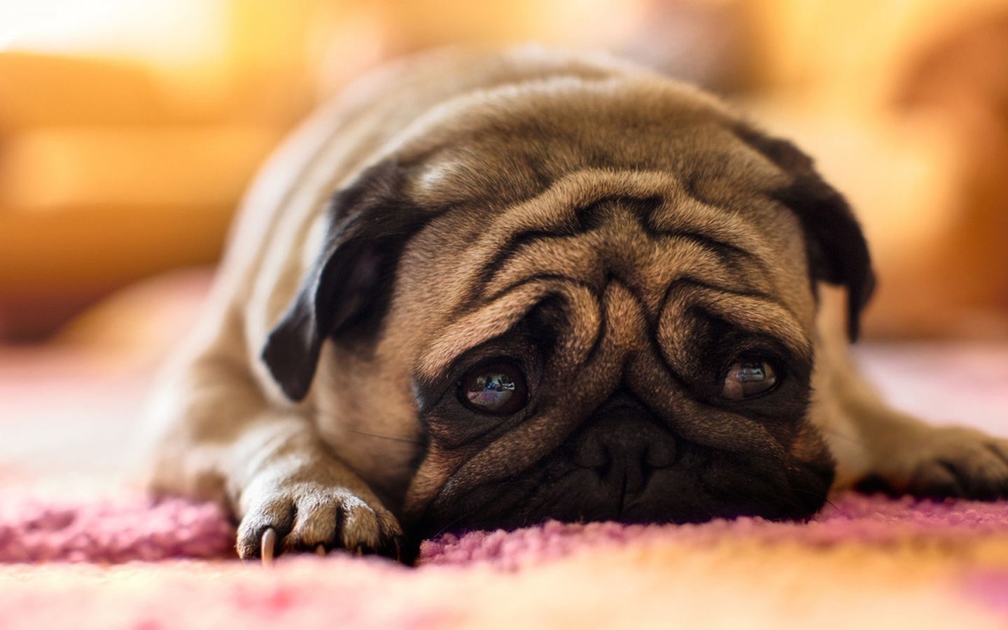 sad-pug-desktop-background.jpg