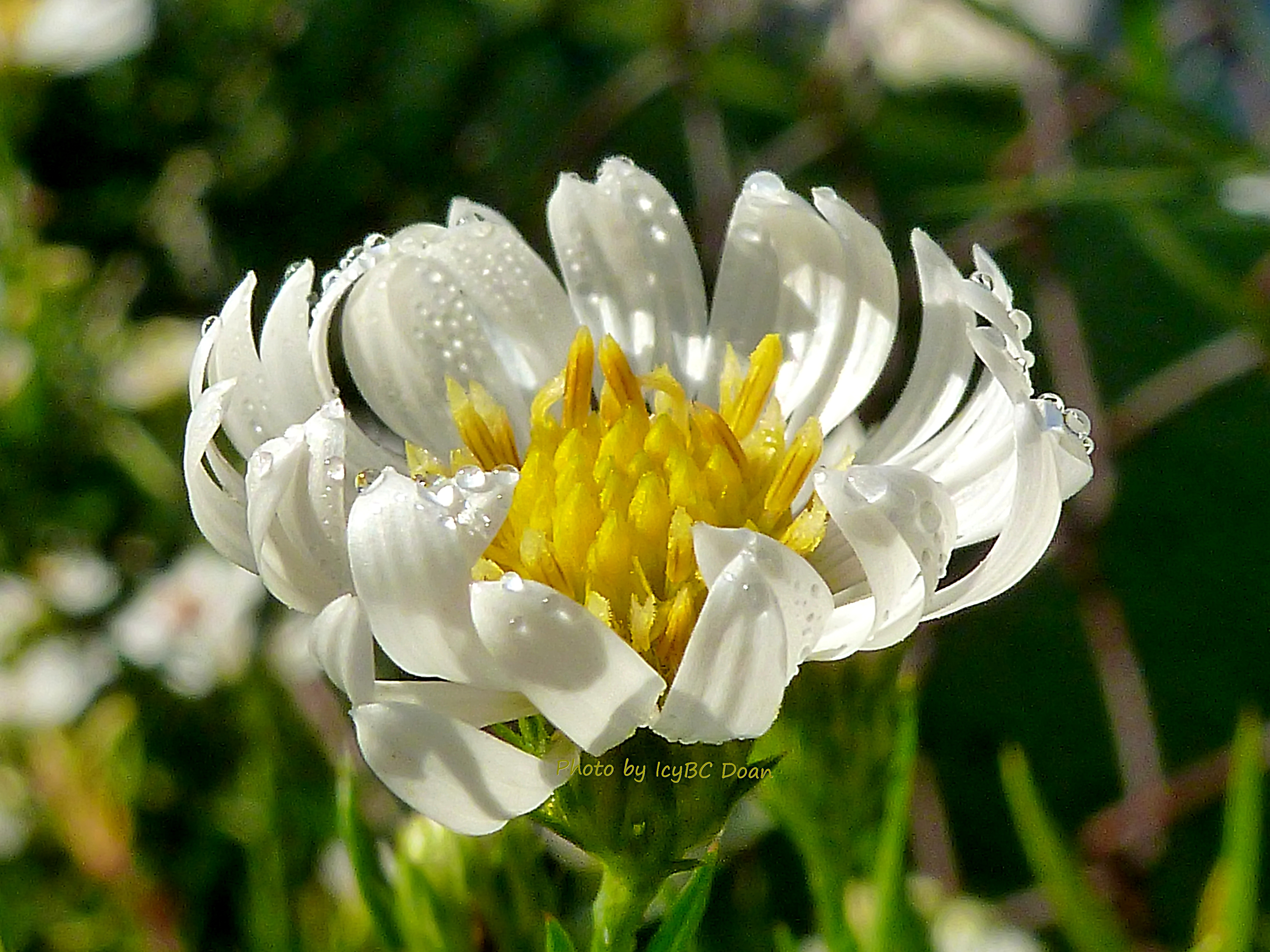 A Perfect Aster Flower.jpg