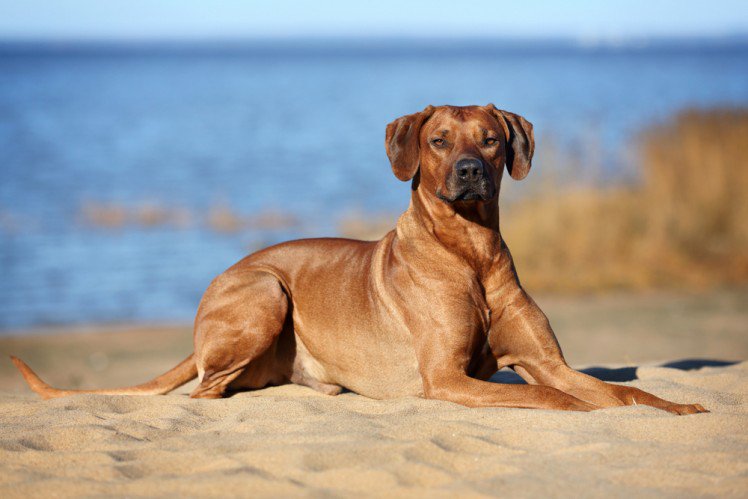 15-Rhodesian-Ridgeback.jpg