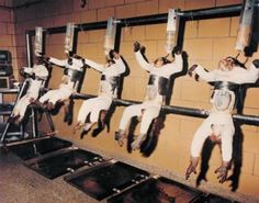 4e31b11a665dd7ff9a5269e90d2006a8--stop-animal-cruelty-stop-animal-testing.jpg