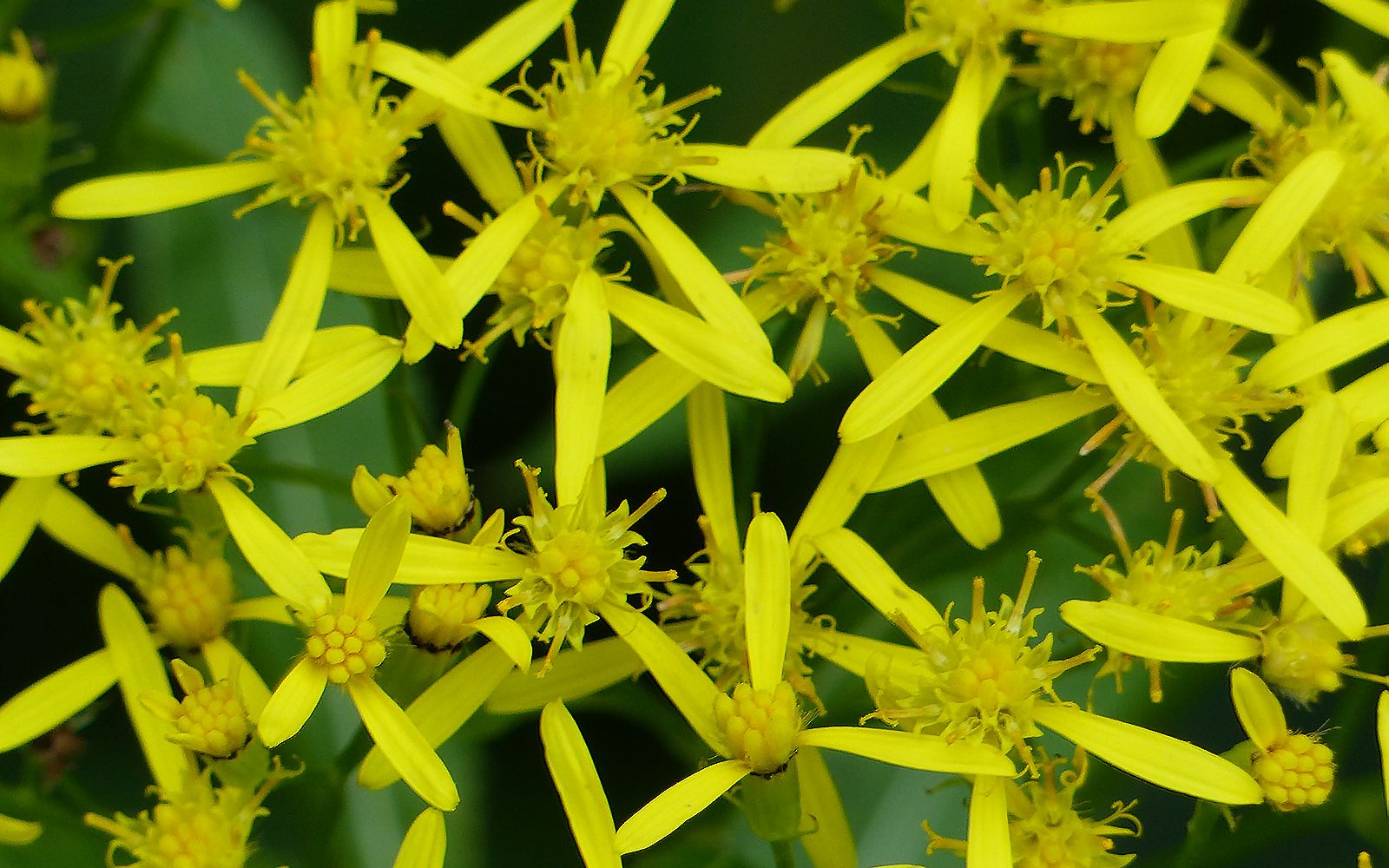flowa78.jpg