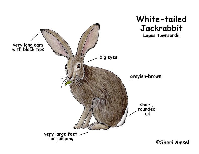 jackrabbit_whitetail_diagram.jpg