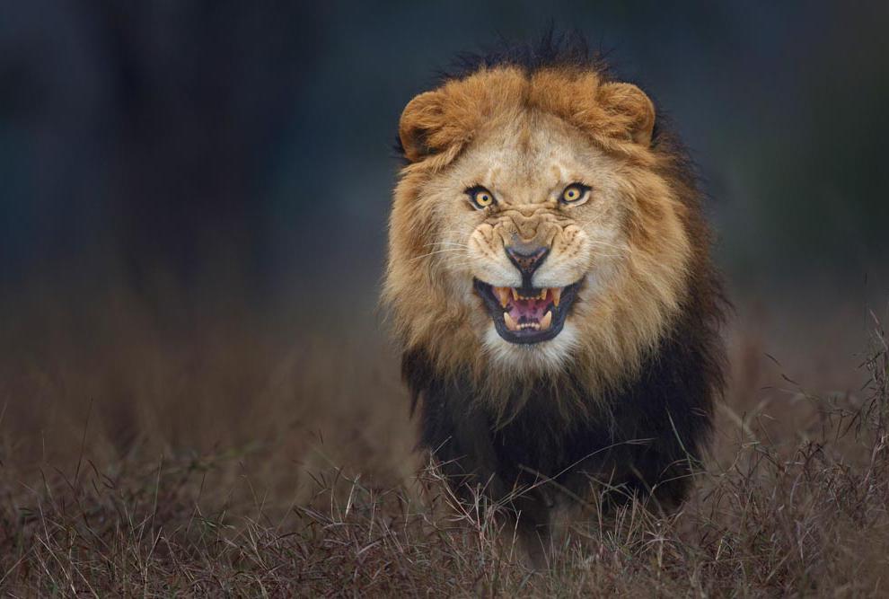 lion__tcp_spotlight_large.jpg