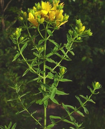 hypericum-perforatumstubla....jpg