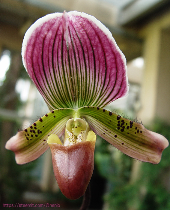 orchid06.jpg