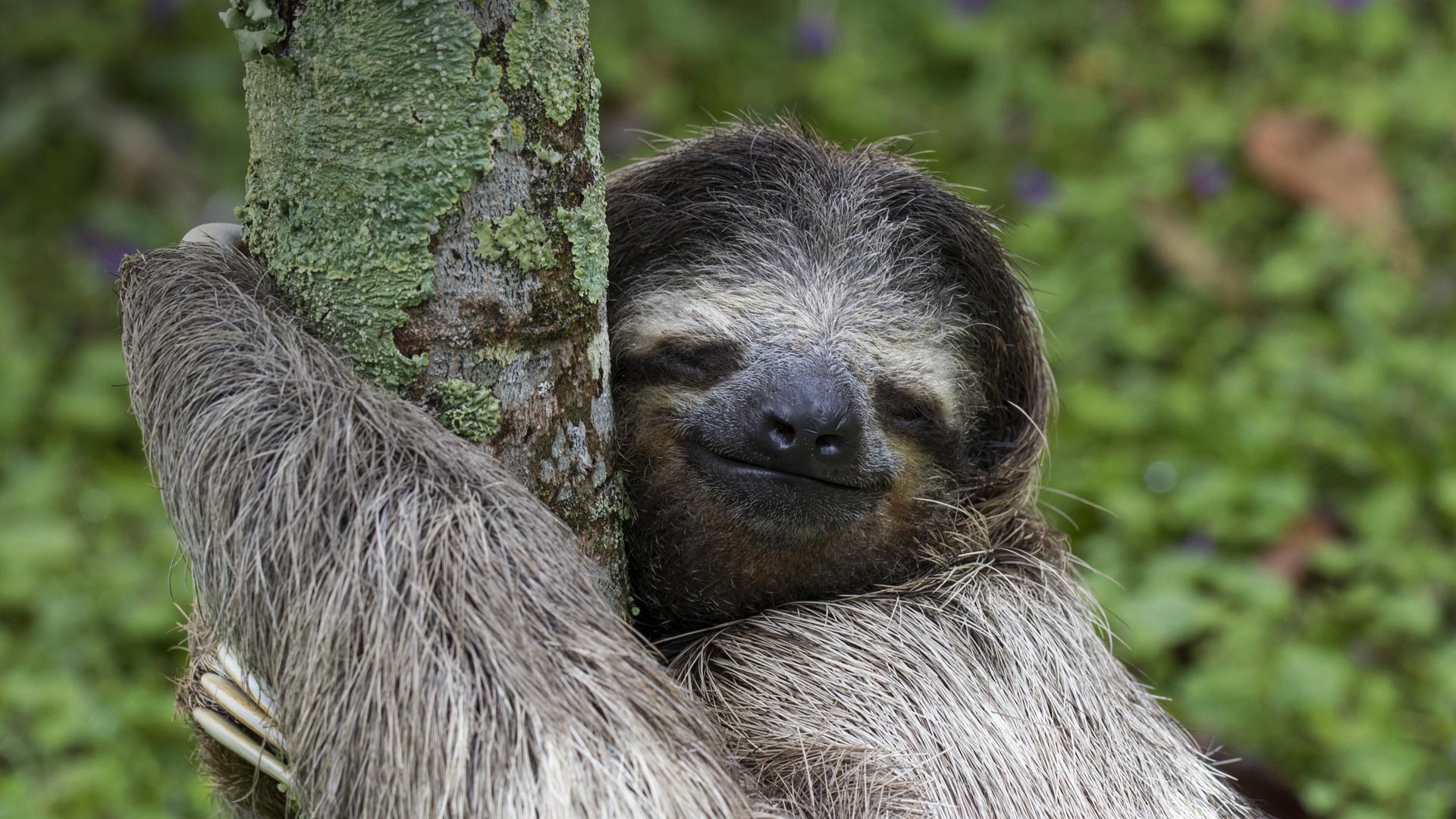 Costa-Rica-animals-mammal-sloth-tree_1920x1080.jpg