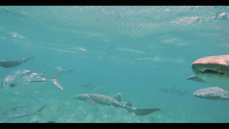 SHARK GIF.gif