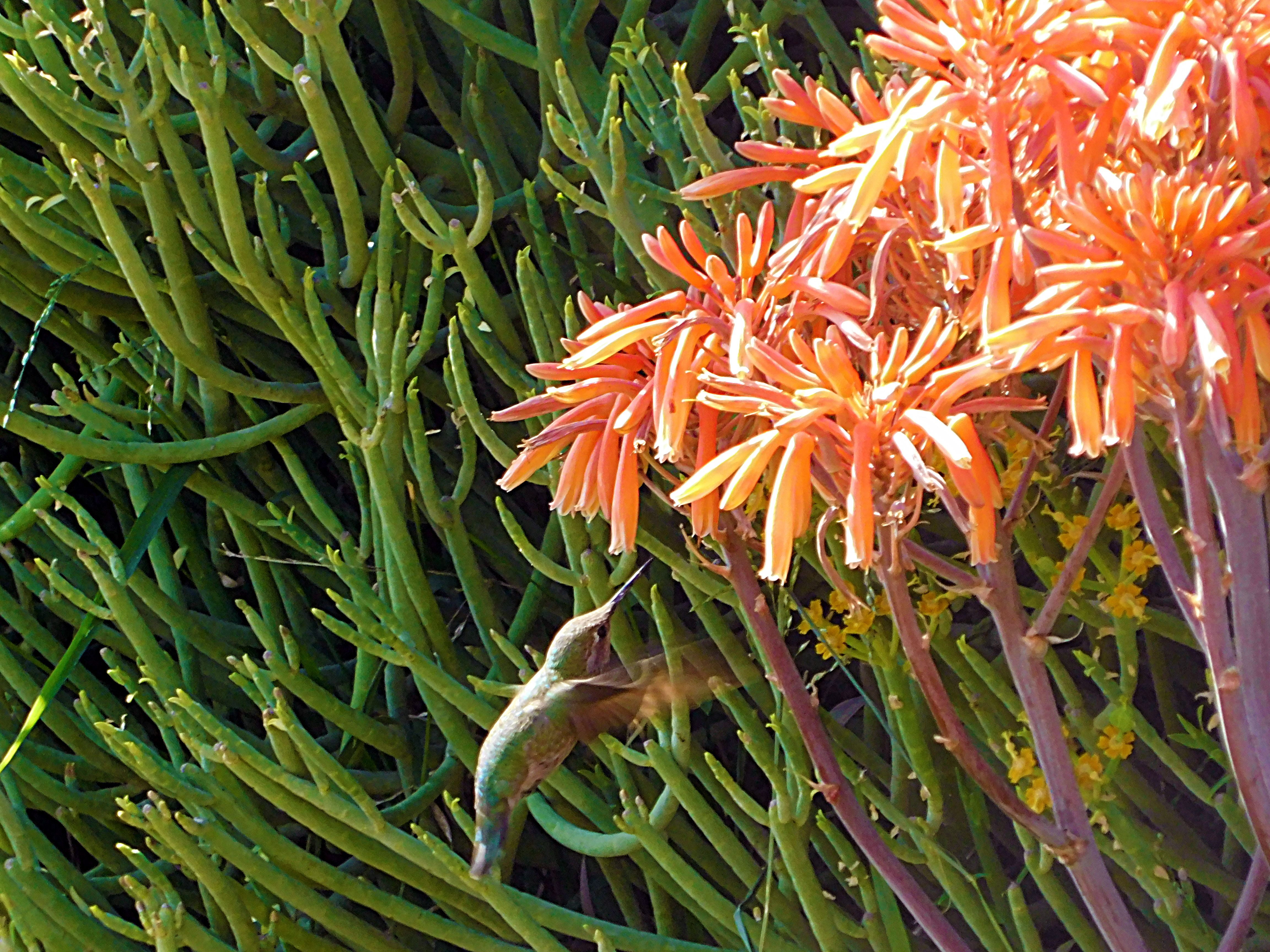 los angeles arboretum, flowers of paradise, birds of paradise, animalphotography, jeronimo rubio (15).JPG