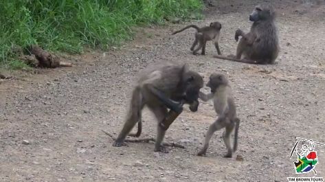 Baboon Pub brawl.jpg