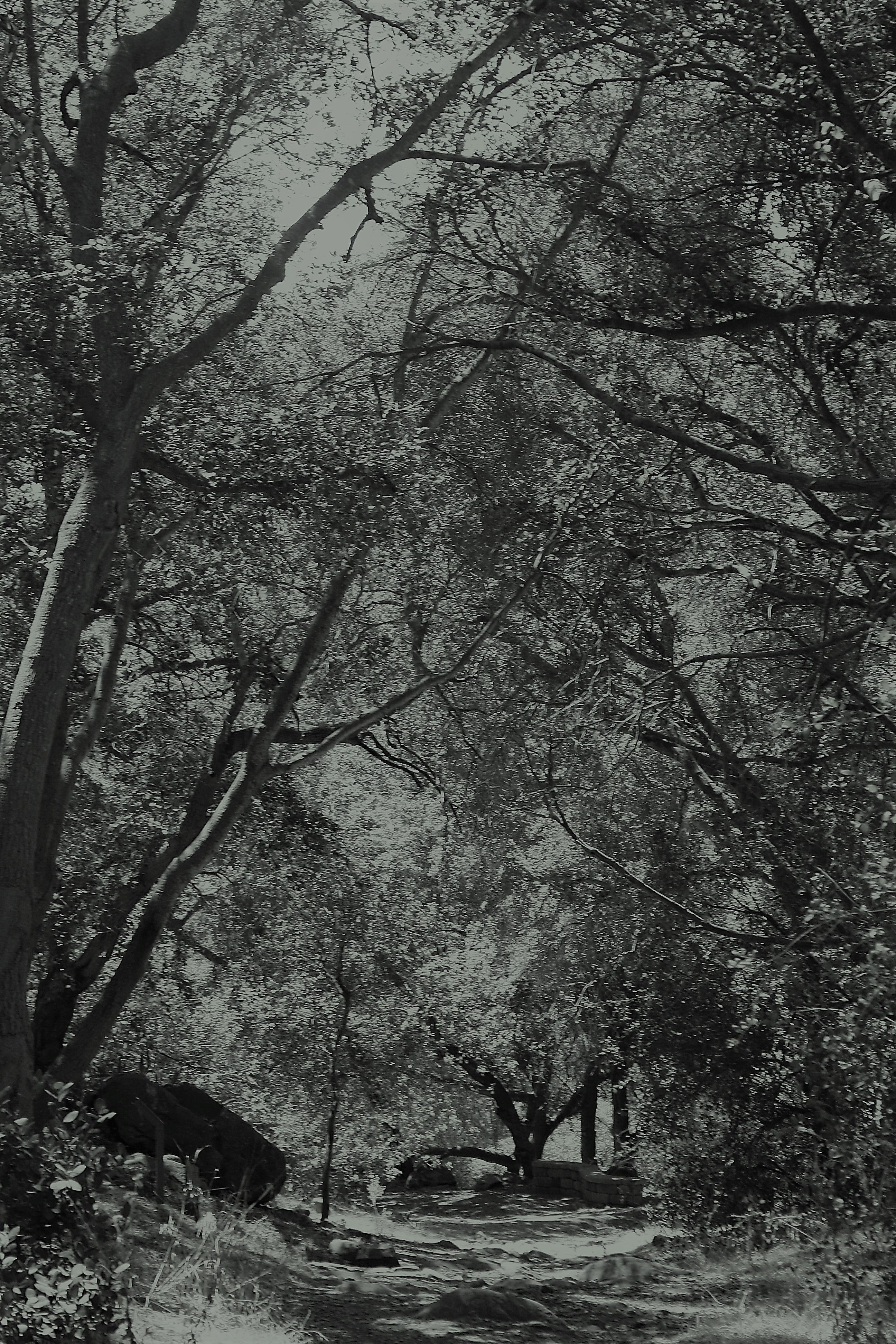 Monochrome_Forest.JPG