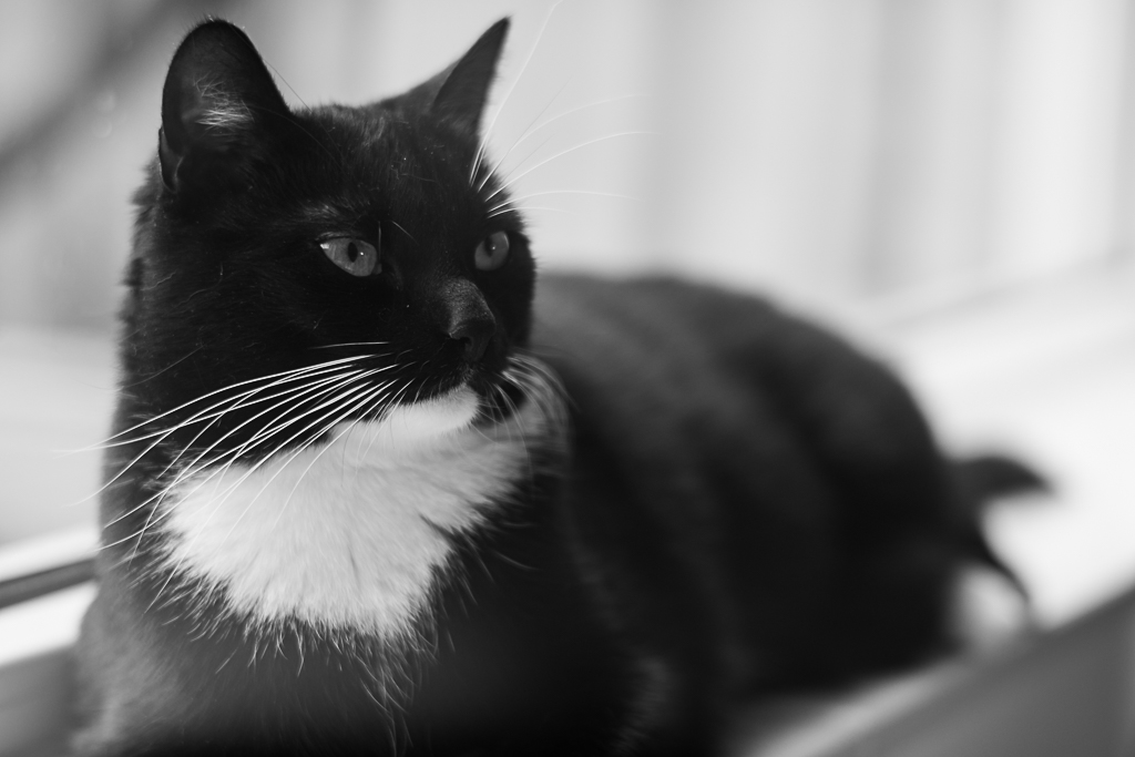 28-04-2018-jinx-monocat-04125.jpg