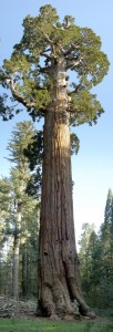 sequoia1.jpg