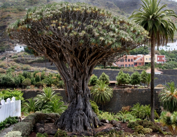 Tenerife-Canary-Islands-Dragon-Tree.jpg