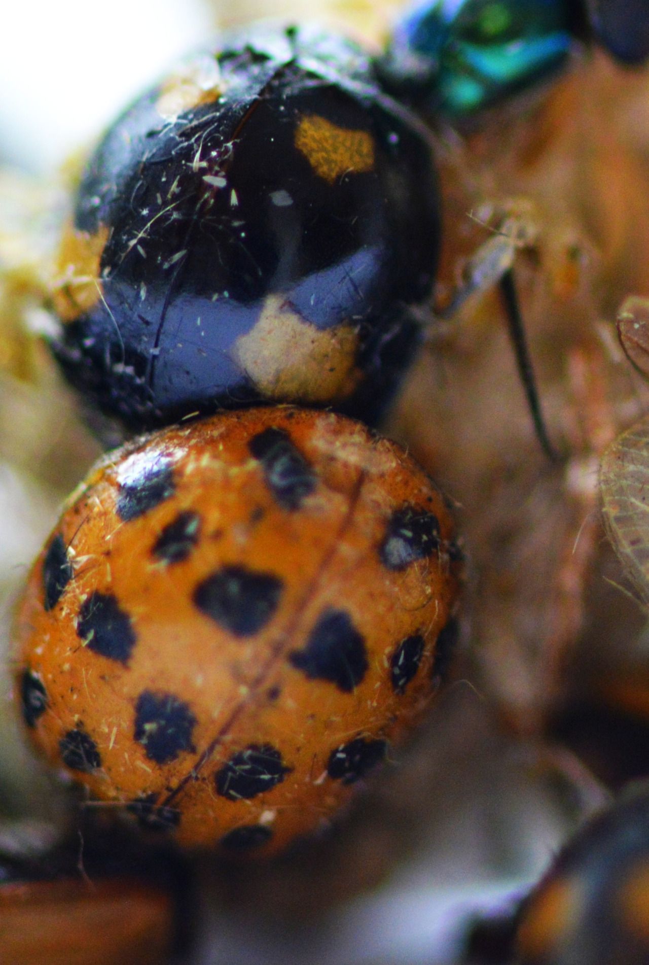 117511572026 - ladybird species.jpg