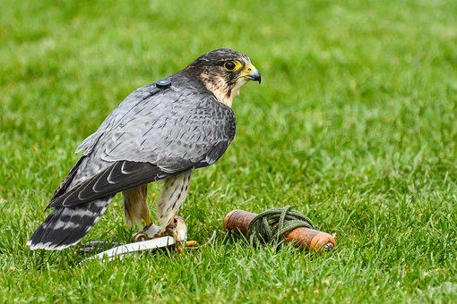 bird-of-prey-2552824__340.jpg