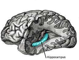 hippocampus.jpg