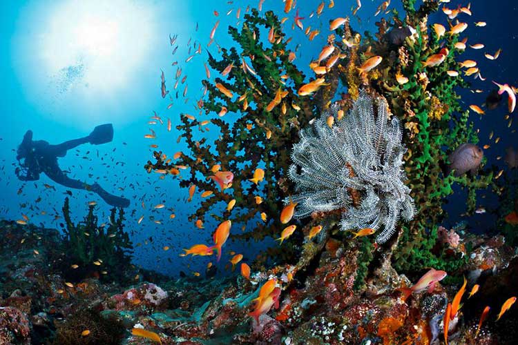 Kegiatan-diving-wisata-Pulau-Weh-Sabang-aceh.jpg