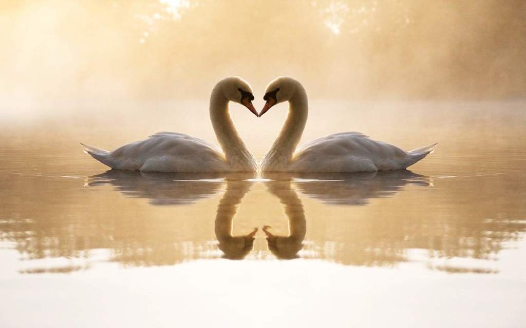 swans in love.jpg