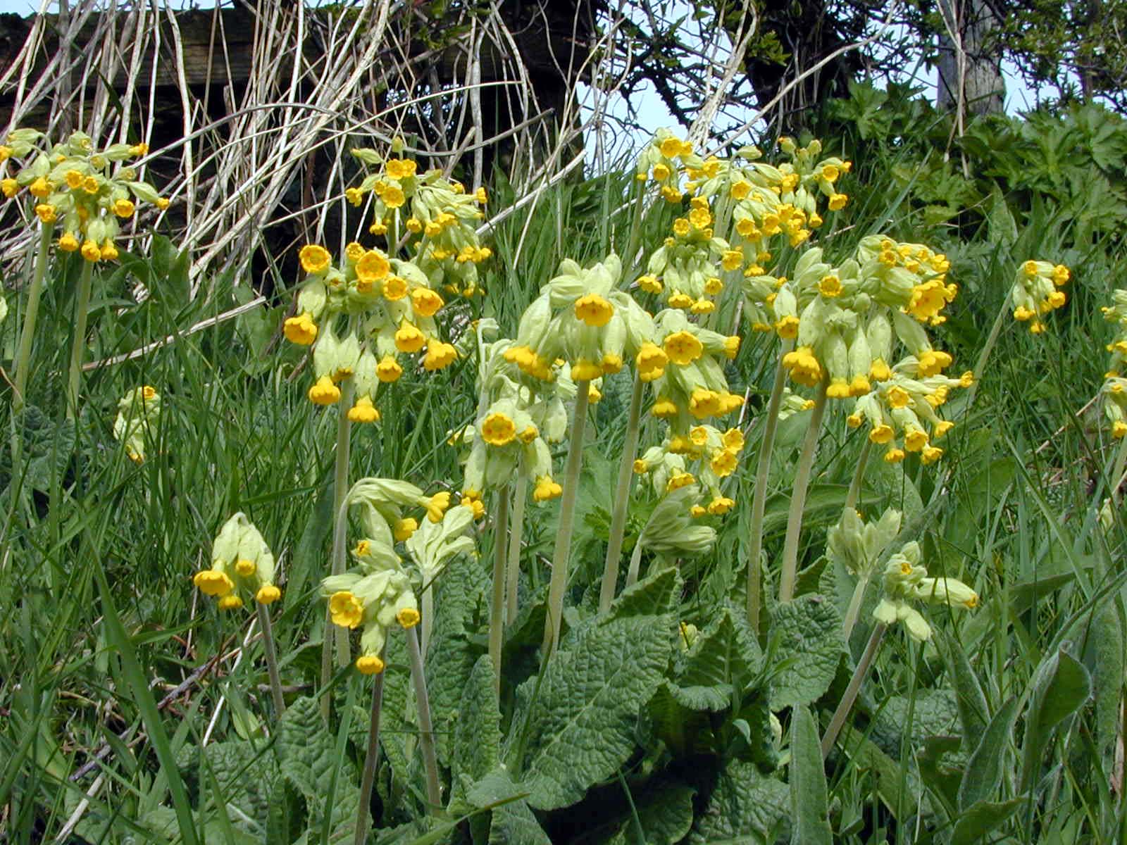 cowslips.JPG