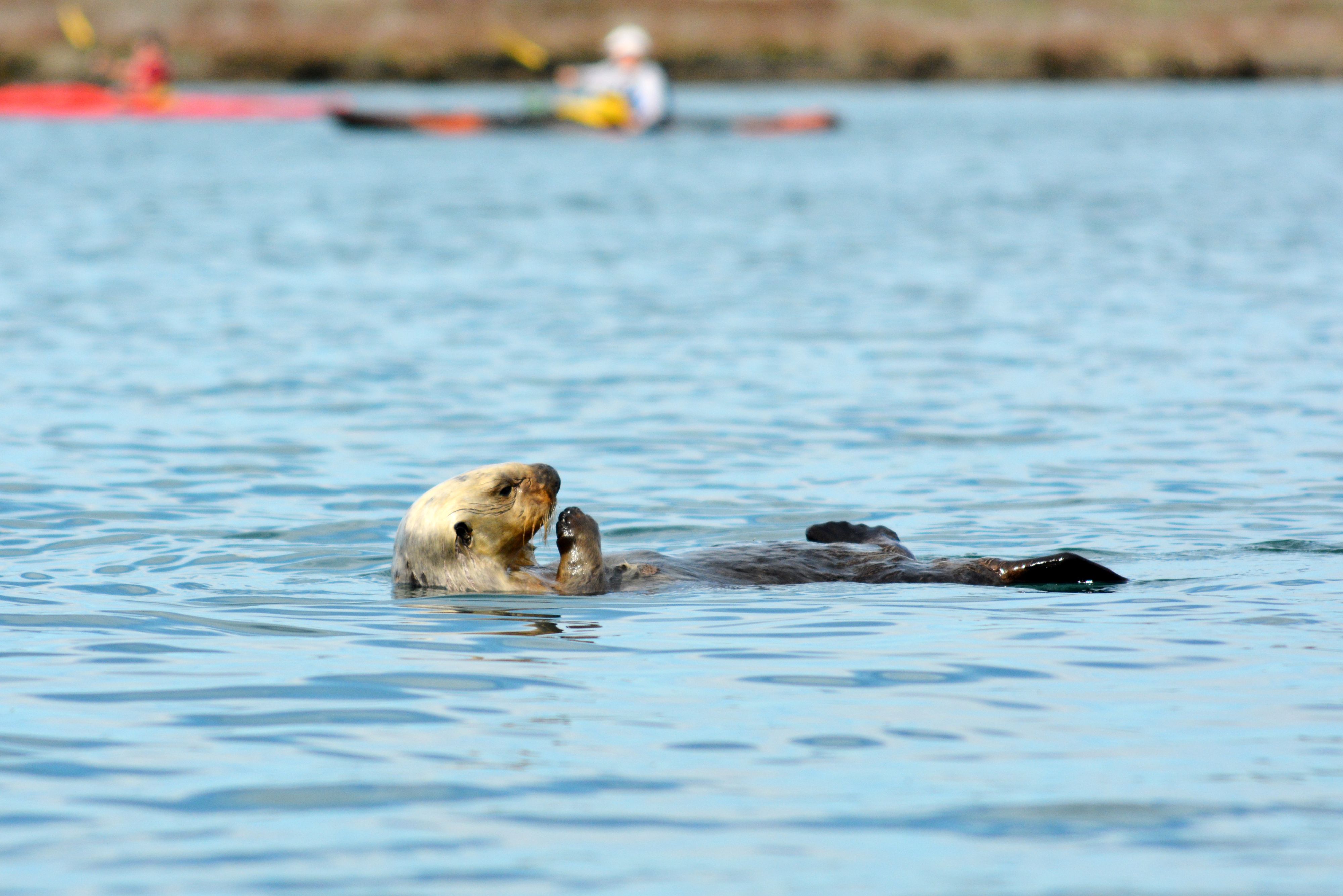 otterAdult2.jpg