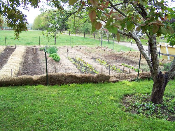 Big garden - l-r, carrots, sugar peas, kohlrabi, herb row, chard, mesclun, onions crop May 2012.jpg