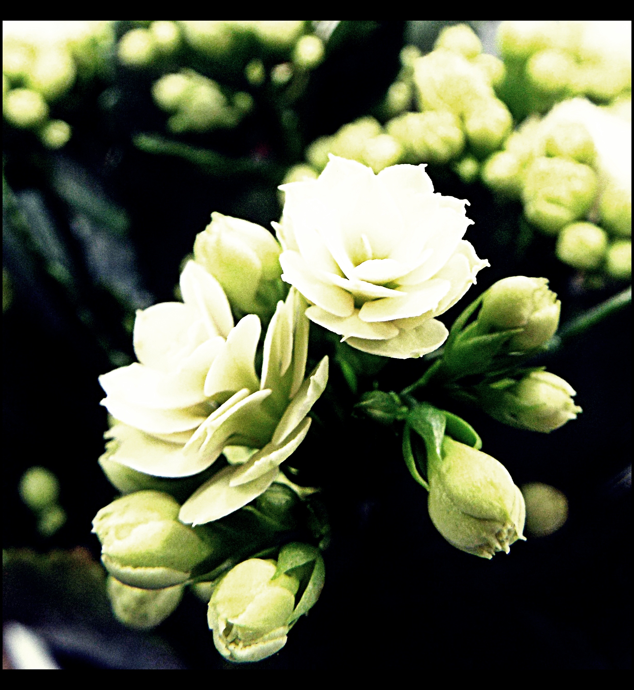 white flowers.JPG