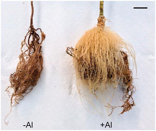 Roots samples with Aluminum.jpeg