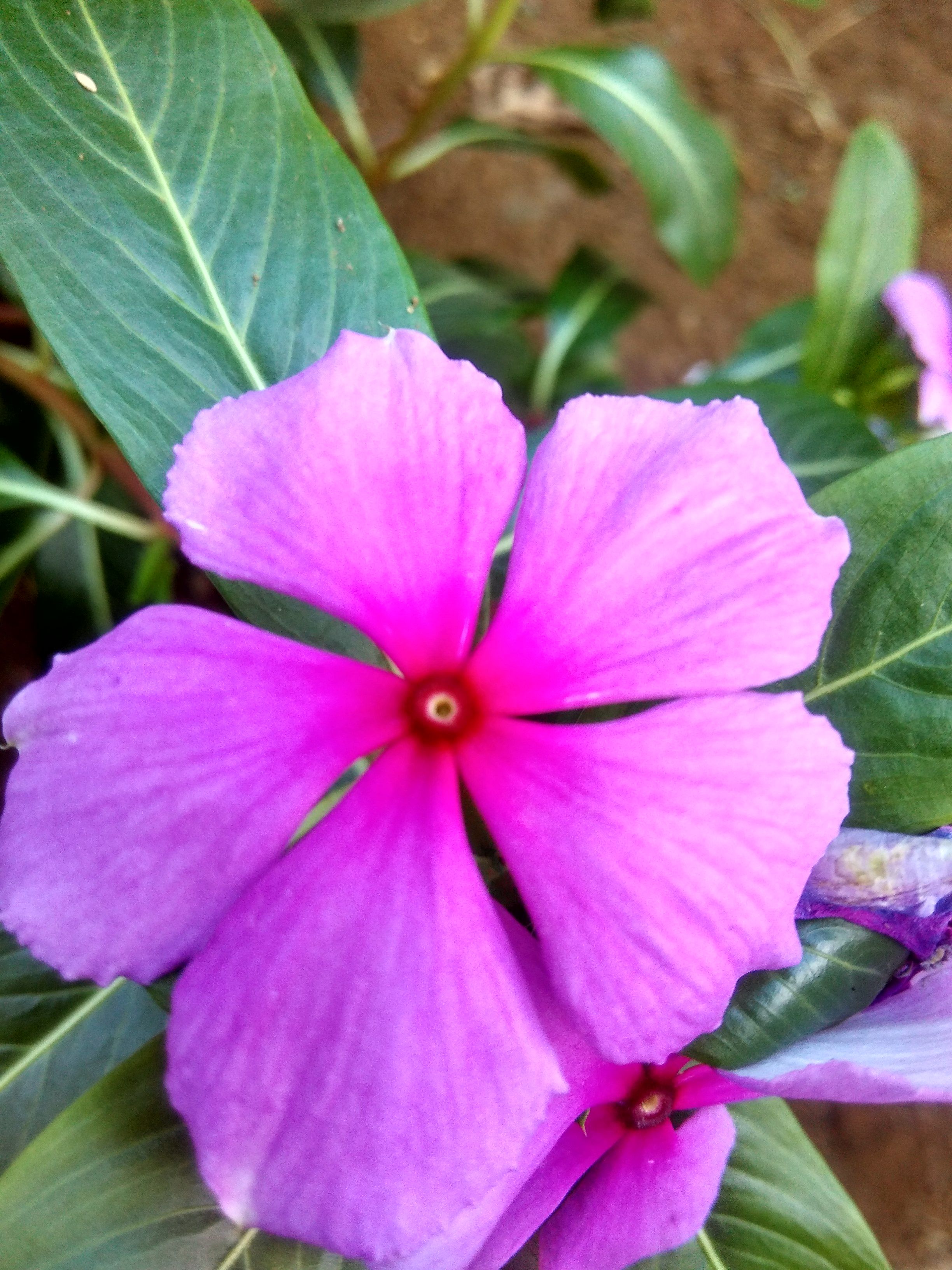 Bunga yang Cantik — Steemit