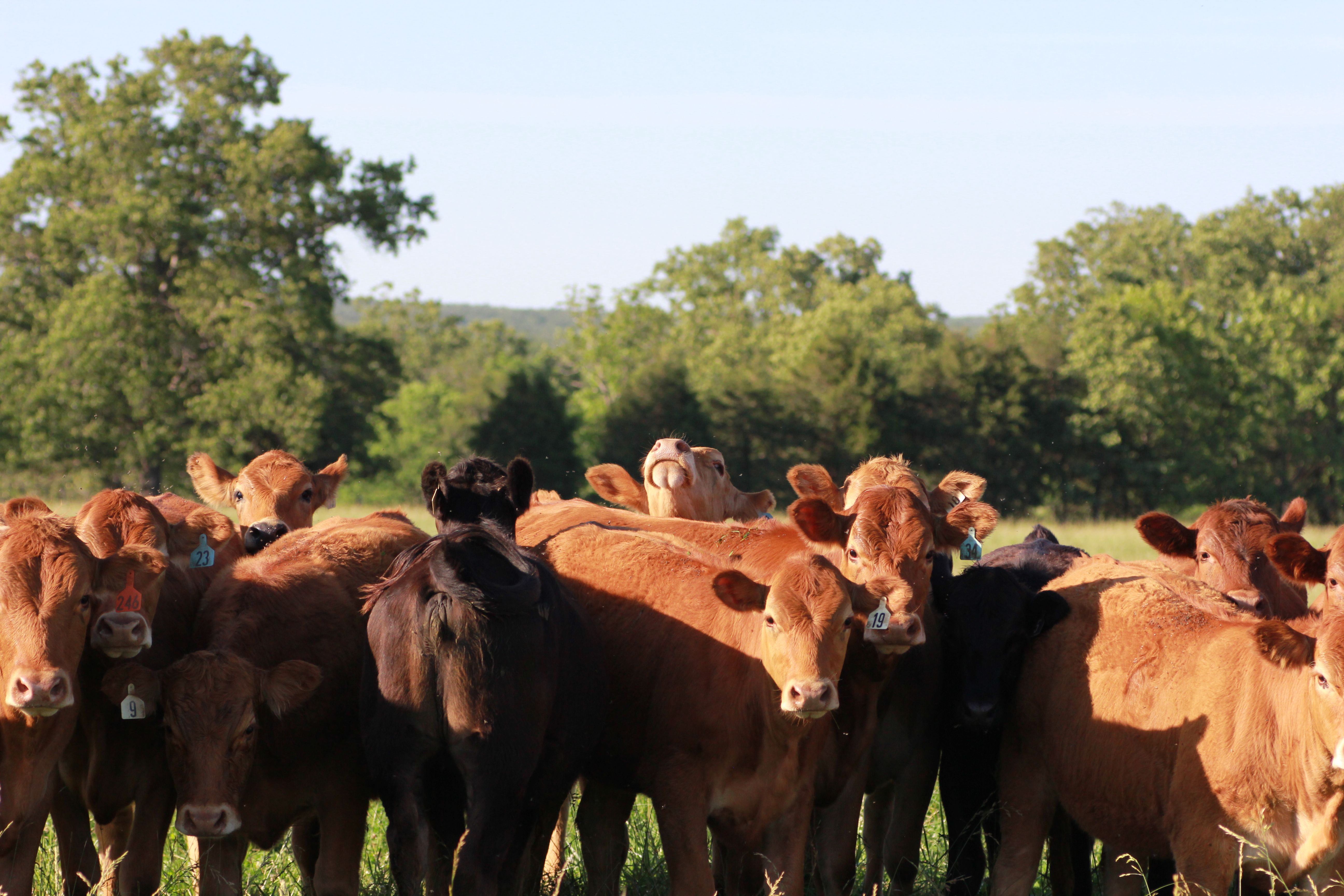 How you can take great shots of cattle ? I helped the farmer by my