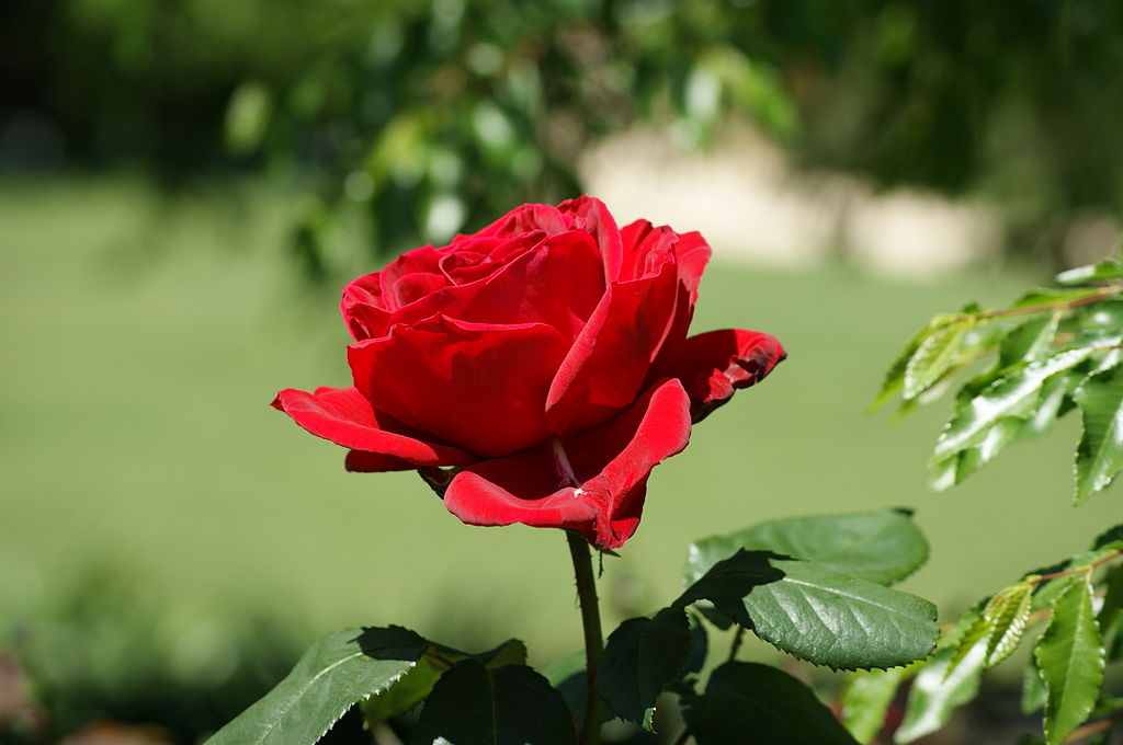 1024px-Beautiful_Red_Rose.jpg