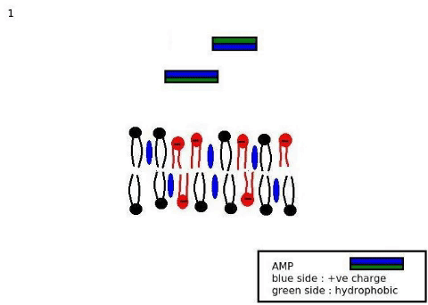 md.gif