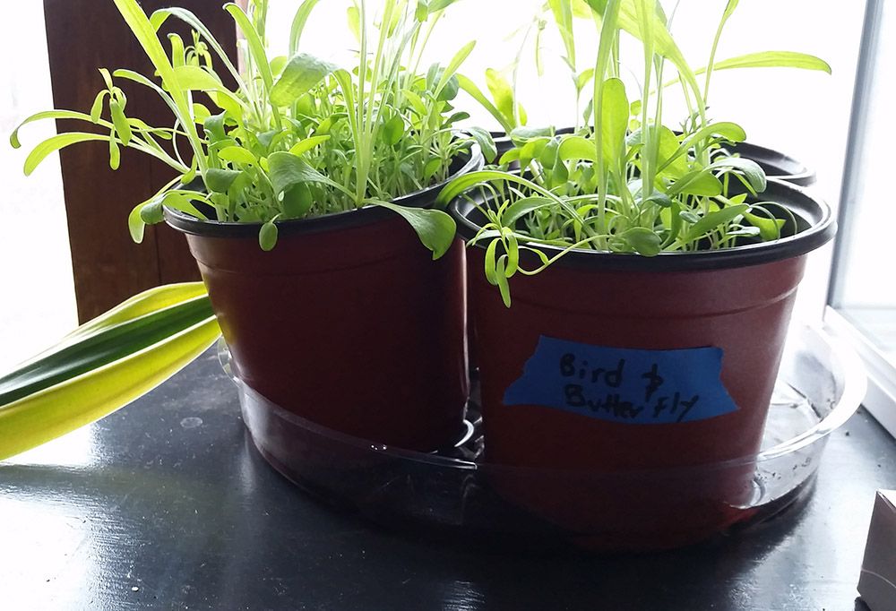 feb26seedlings4.jpg