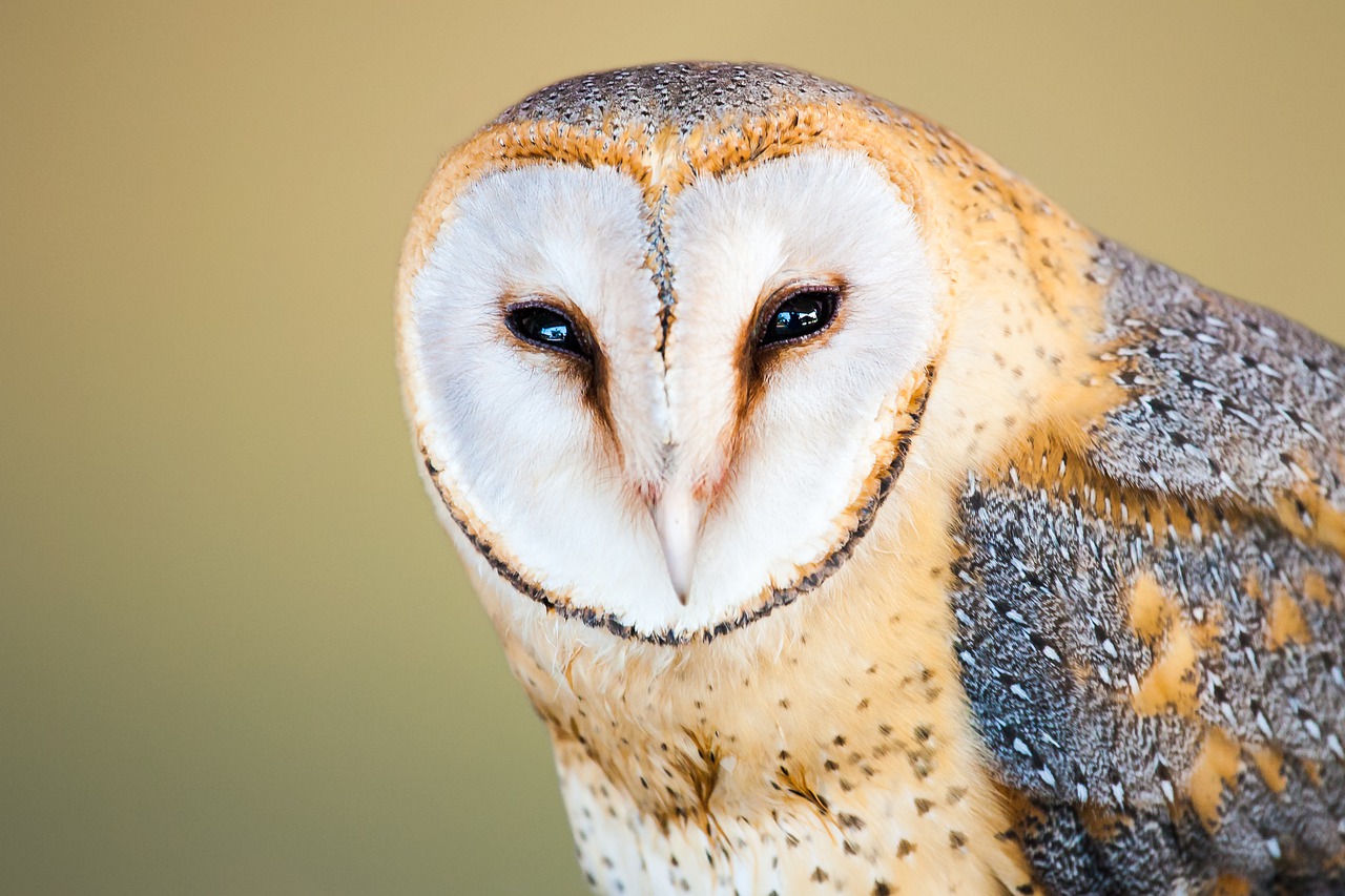 barn-owl-3052382_1280.jpg