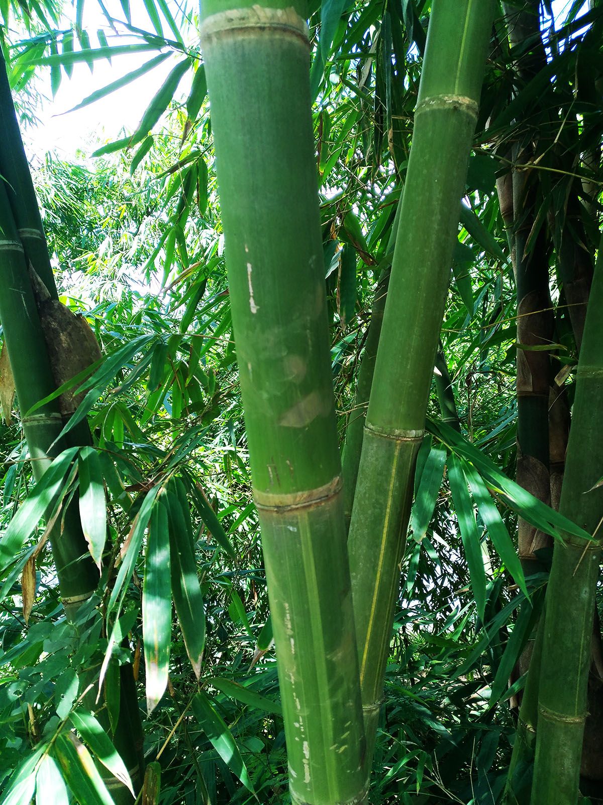 Pohon bambu 1.jpg