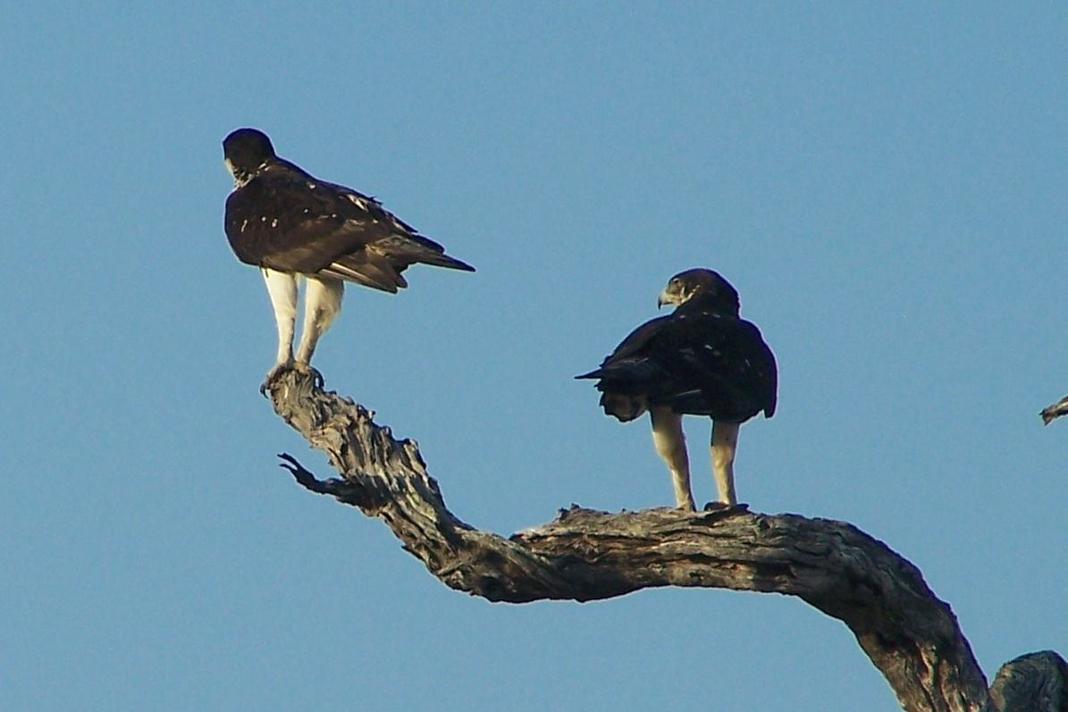 KNP Satara-Lower Sabi 2009 227a.jpg