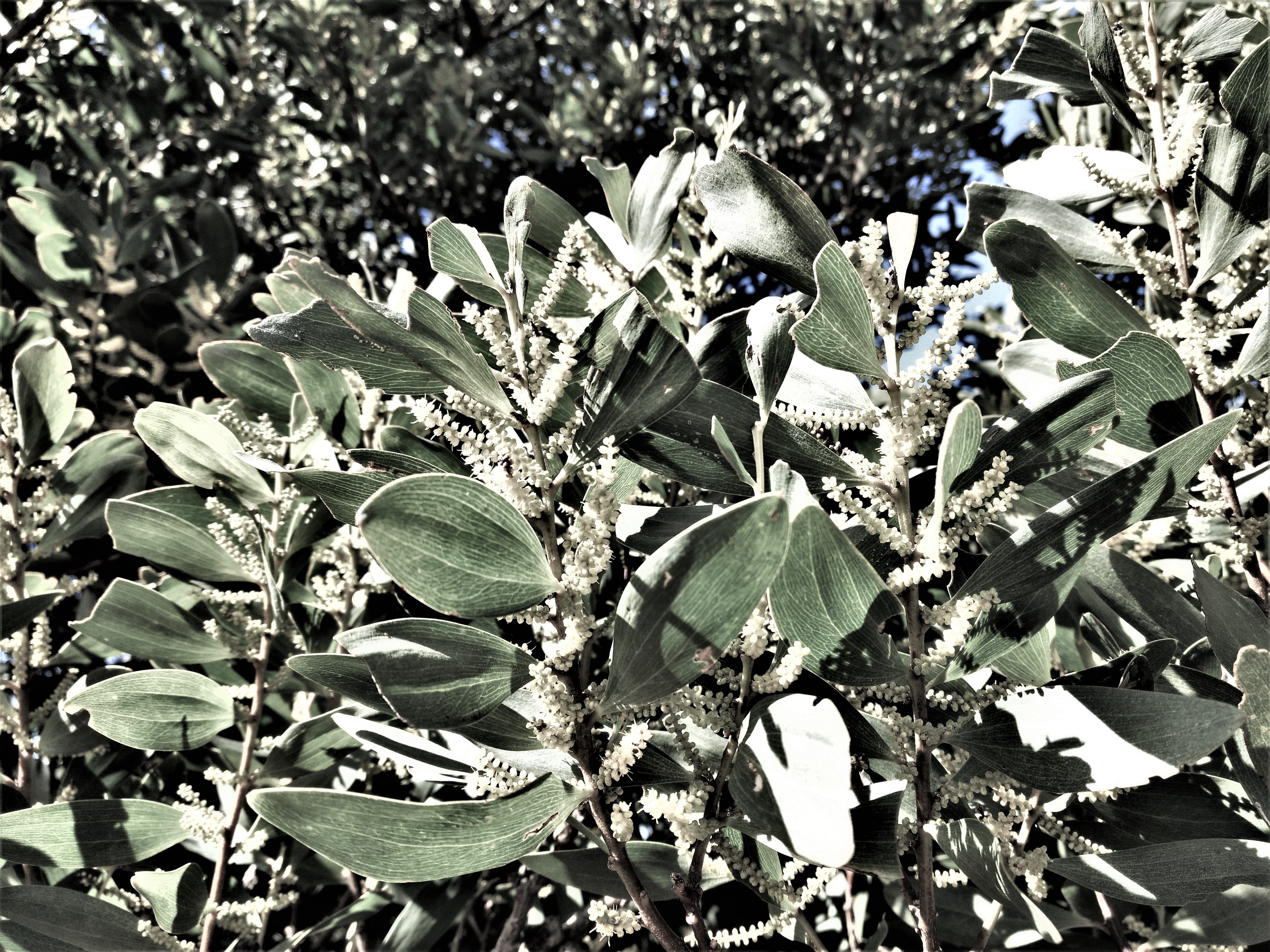 2017-08-24 12.47.35b.jpg