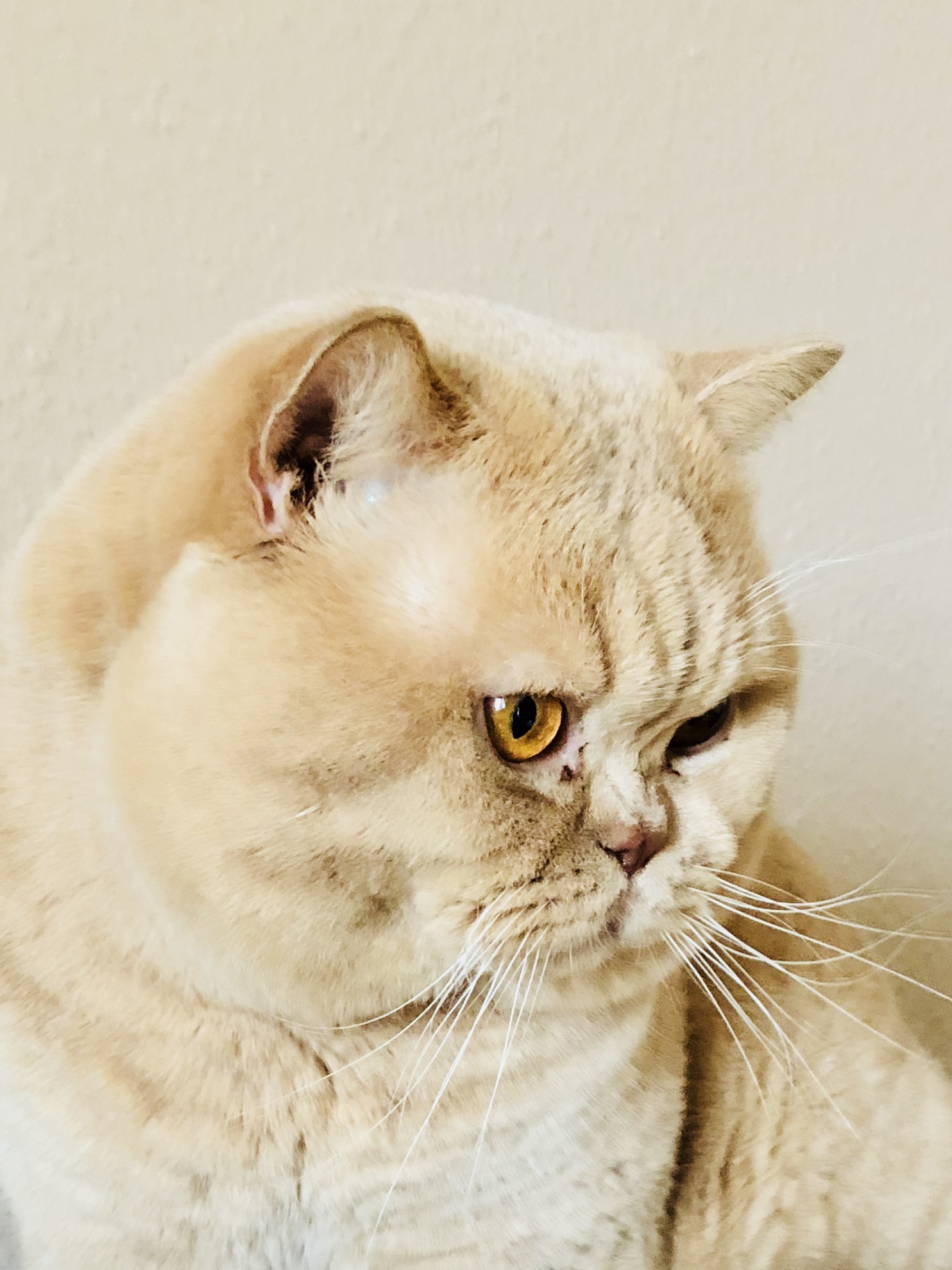 filou
