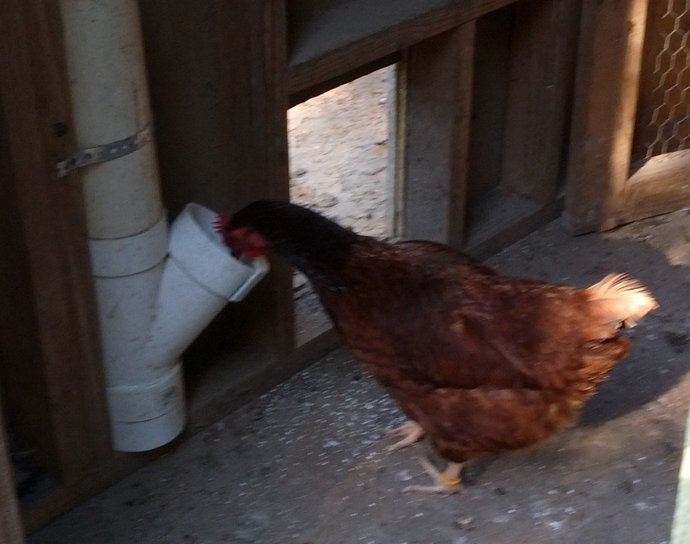 IMG_20171025_160342 (2).jpg