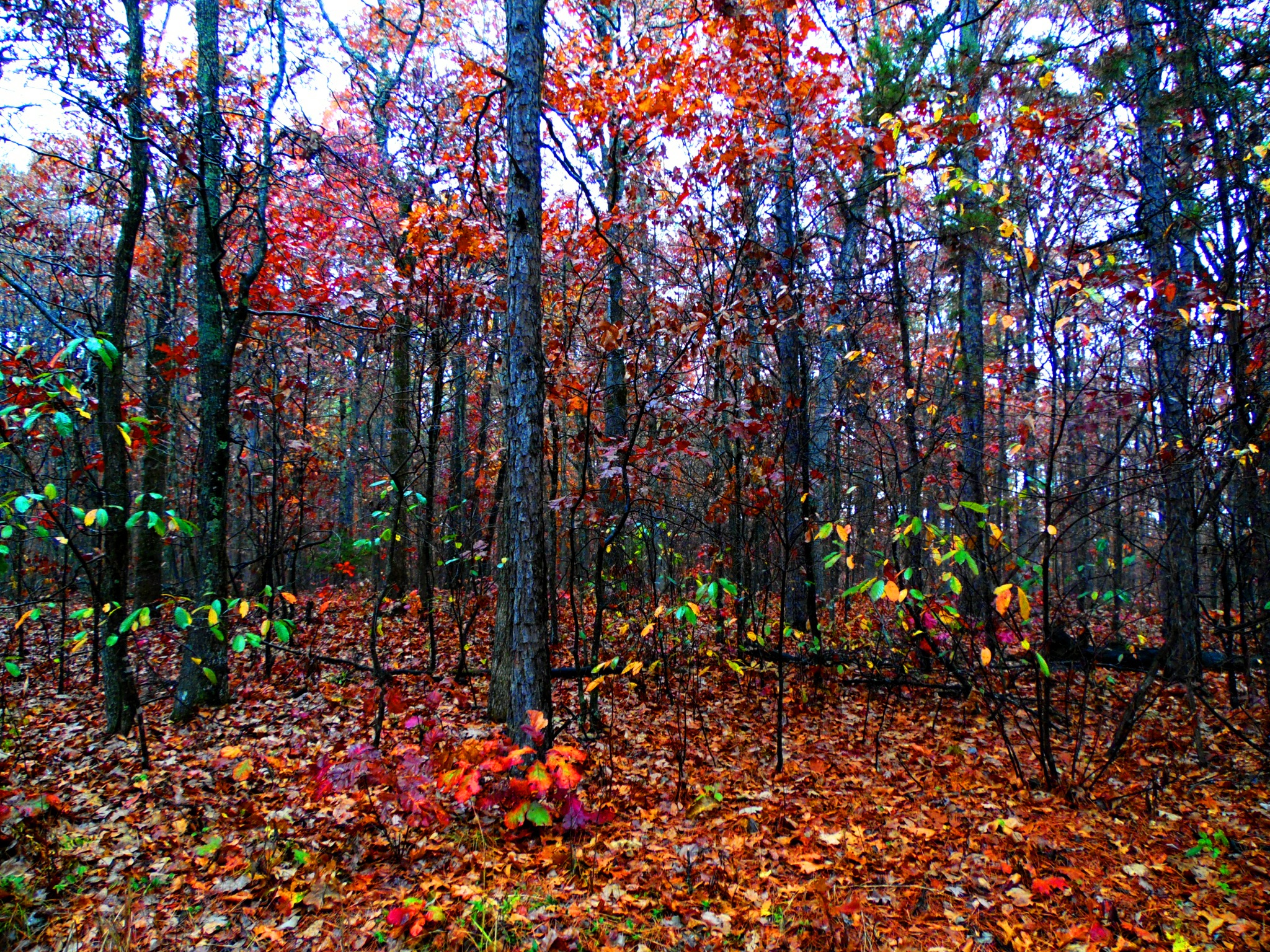 Download Mark Twain National Forest Fall Foliage Gif